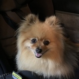 Entry image for Milo