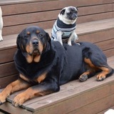Entry image for Hunter and Maggie