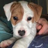 Entry image for Roxy