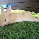 Entry image for Caramel (Nickname - Cazzie)