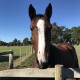 Entry image for HSES Poppy