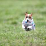 Entry image for Roxy