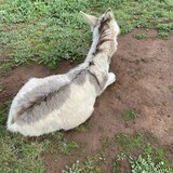 Entry image for Rufus Donkey