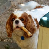Entry image for Archie