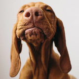Entry image for Alfie