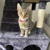 Entry image for Socks