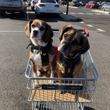 Entry image for Mac and Roxy