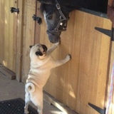 Entry image for William Pug meets Tap n Go