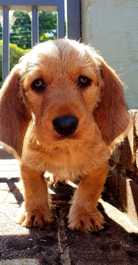 Entry image for Jasper. Clicking this image will show a larger photo