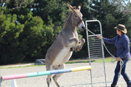 Entry image for Jindi Love to Jump. Clicking this image will show a larger photo