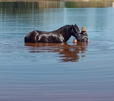 Entry image for Ari the water horse. Clicking this image will show a larger photo