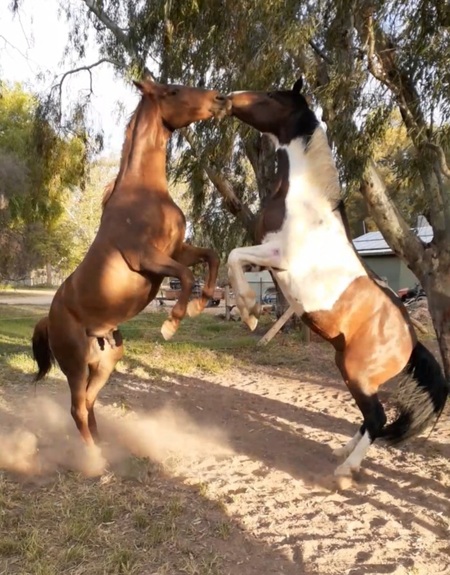 Entry image for Woody and Jake. Clicking this image will show a larger photo