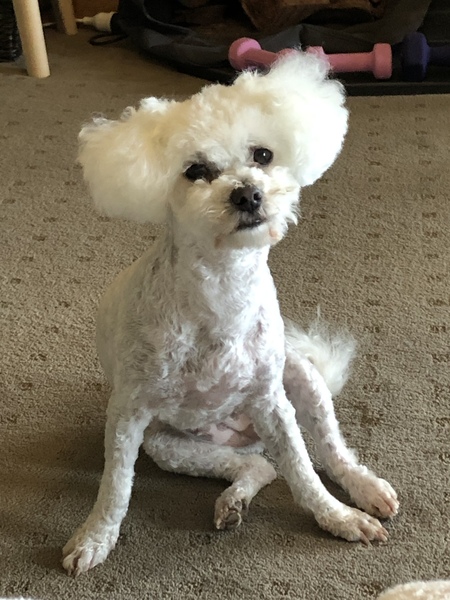 Entry image for Milly. Clicking this image will show a larger photo