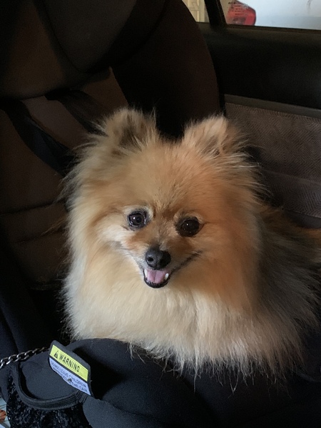 Entry image for Milo. Clicking this image will show a larger photo