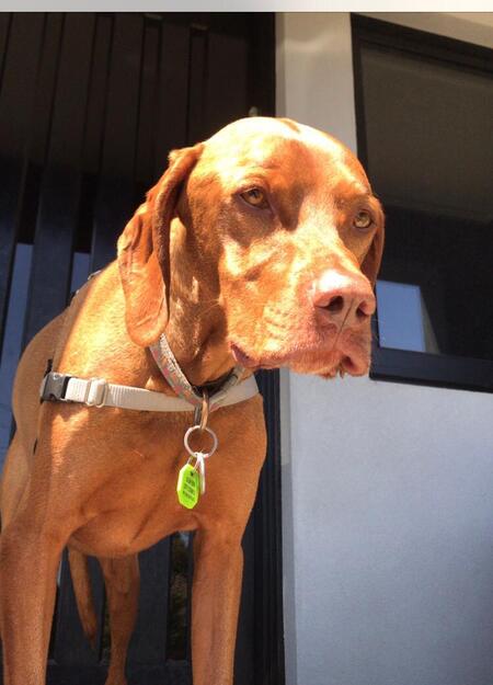 Entry image for Axel aka Pinny. Clicking this image will show a larger photo