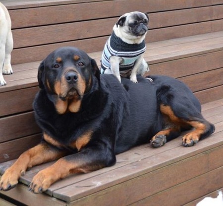 Entry image for Hunter and Maggie. Clicking this image will show a larger photo
