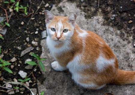 Entry image for Marmalade. Clicking this image will show a larger photo