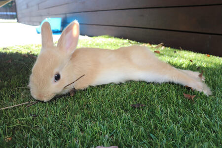 Entry image for Caramel (Nickname - Cazzie). Clicking this image will show a larger photo