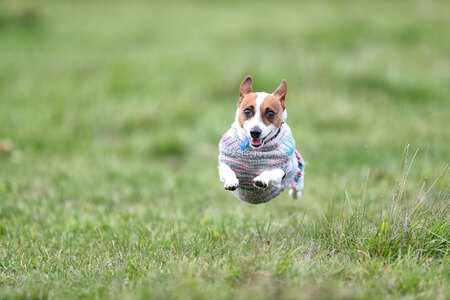 Entry image for Roxy. Clicking this image will show a larger photo