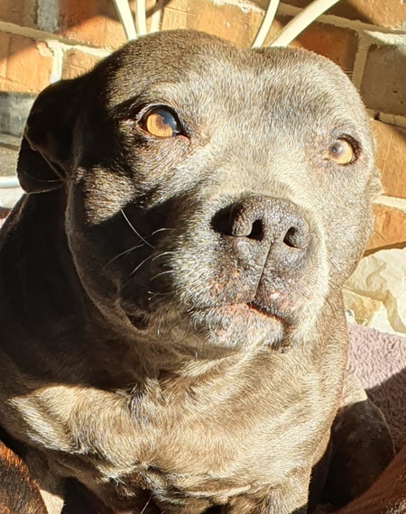 Entry image for Milly. Clicking this image will show a larger photo