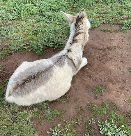 Entry image for Rufus Donkey. Clicking this image will show a larger photo