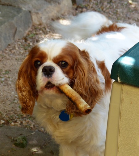 Entry image for Archie. Clicking this image will show a larger photo