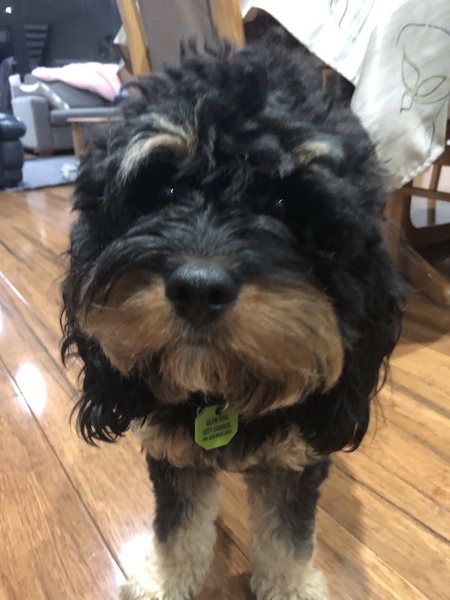 Entry image for Dusty. Clicking this image will show a larger photo