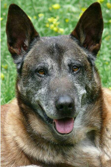 Entry image for Taz. Clicking this image will show a larger photo