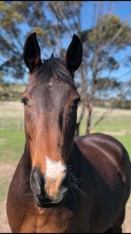 Entry image for Contango Beau. Clicking this image will show a larger photo