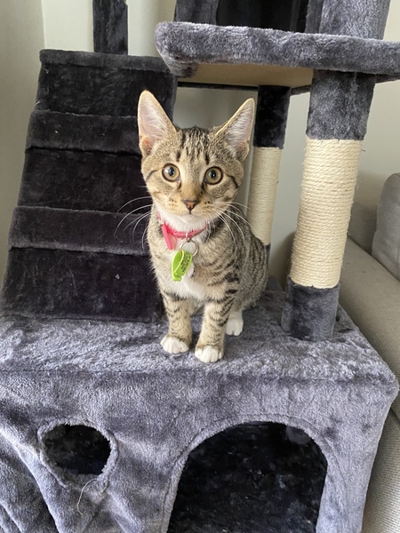 Entry image for Socks. Clicking this image will show a larger photo
