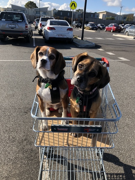 Entry image for Mac and Roxy. Clicking this image will show a larger photo