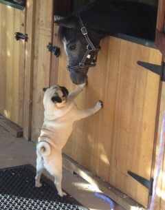 Entry image for William Pug meets Tap n Go. Clicking this image will show a larger photo