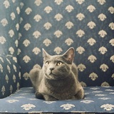 Entry image for Machine 