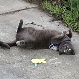 Entry image for Mystic