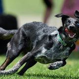 Entry image for Pepper