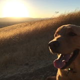 Entry image for Vaya 