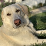 Entry image for Juniper