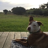 Entry image for Olive