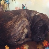 Entry image for Ellie