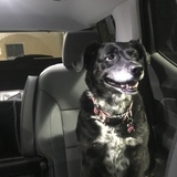 Entry image for Mulligan