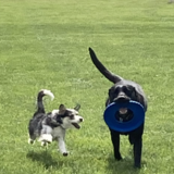 Entry image for Pepper and Sam