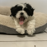 Entry image for Mila