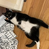 Entry image for Frankie Fancyboots 