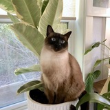 Entry image for Miko