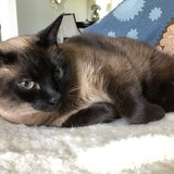 Entry image for Mr. Boo