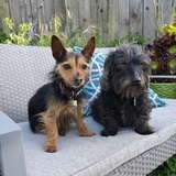 Entry image for Gunther and Uncle Peewee 