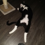 Entry image for Tuvok