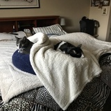 Entry image for Meeko and jay