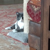 Entry image for Millie