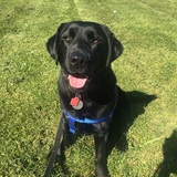 Entry image for Miette